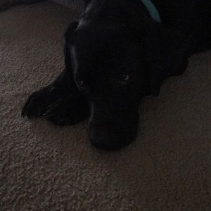 Meet your Posher, Nikki